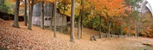 Trees on a hill, Connecticut