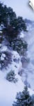 Winter Snow Storm Grand Canyon Rim AZ