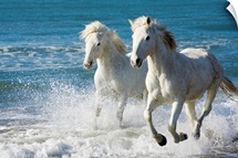 Camargue Horses running on the beach, South of France, France