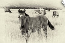 Western Horse