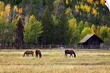 Western Horses, Jackson Hole, Wyoming