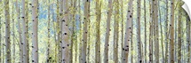 Aspen