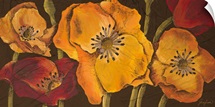 Dazzling Poppies II