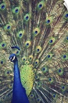 Royally Blue I