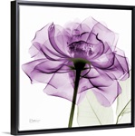 Purple Rose X-Ray Photograph