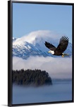 Bald Eagle in flight over the Inside Passage near Tongass National Forest