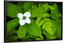 Close up of dwarf dogwood flower and ferns, Turnagain Pass area of the Kenai Peninsula