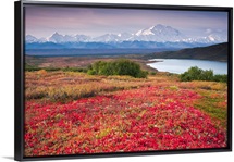 Early morning view of Mt. McKinley and Wonder Lake during Autumn