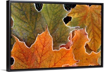 Frosty Leaves