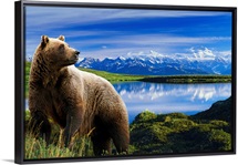 Grizzly stands in front of lake with Mt. Mckinley in the background, Alaska