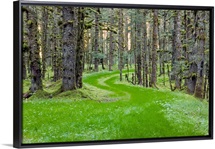 Overgrown old road through spruce forest covered in moss Kodiak Island Southwest Alaska