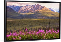 View of the Chugach Mountains with fireweed in the foreground along the Glenn Highway