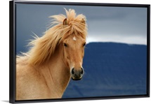 An icelandic Horse waiting for the rain to come watching the dark skies.