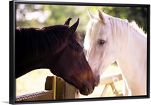 Dark bay and gray horse sniffing each other.