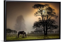 Grazing horse in partially wooded field.