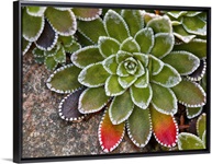Macro image of Saxifraga paniculata plant with  leaves turning red.