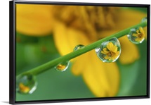 Macro shot of rain drops on a tiny grass with flower reflection in them.