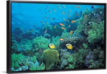 Tropical fish swimming over reef