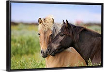 Two horses nuzzling