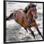 Warmblood horse galloping.