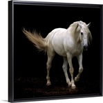 White Lusitano horse walking, swishing his tail.