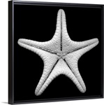 Knobby Starfish
