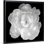 Ranunculus