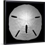 Sand Dollar