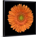 Single Orange Daisy 2