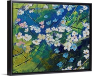 Cherry Blossoms