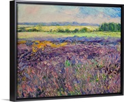 Provence Lavender