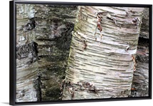 Aspen Detail