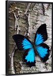 Blue Butterfly on Birch