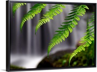 Cascading Ferns