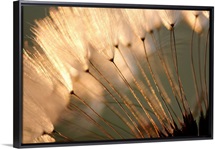 Dandelion Seed Puffs at Sunset