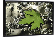 Green Maple Floating on Silver Puddle