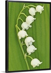 Lily of the Valley on Greenery