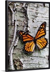 Monarch on Birch