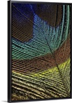 Peacock Feather
