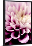 Purple Dahlia Detail