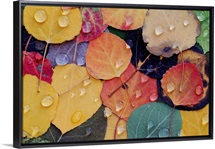 Varitable Bounty of Fall Leaves After Rain