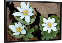 White Hellebores Among Maple Leaves