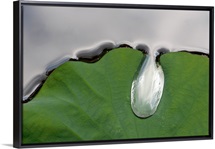 A large water drop puddling atop a water lily leaf
