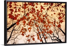 A skyward view of the bare branches and autumn leaves, Russell-Brasstown scenic highway, Chattahoochee National Forest, Georgia