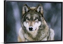 Gray wolf at the International Wolf Center, Ely, Minnesota