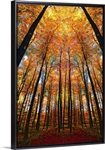 Cathedral Fall