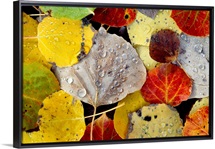 Leaves Dew Drops