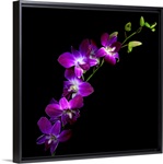 Purple Dendrobium Orchids