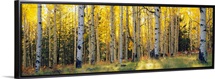 Aspen trees in a forest, Coconino National Forest, Arizona
