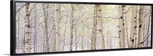 Autumn Aspens With Snow CO